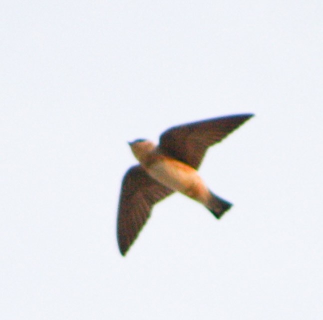 Cave Swallow - ML618218221