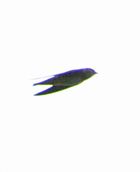 Cave Swallow - ML618218222