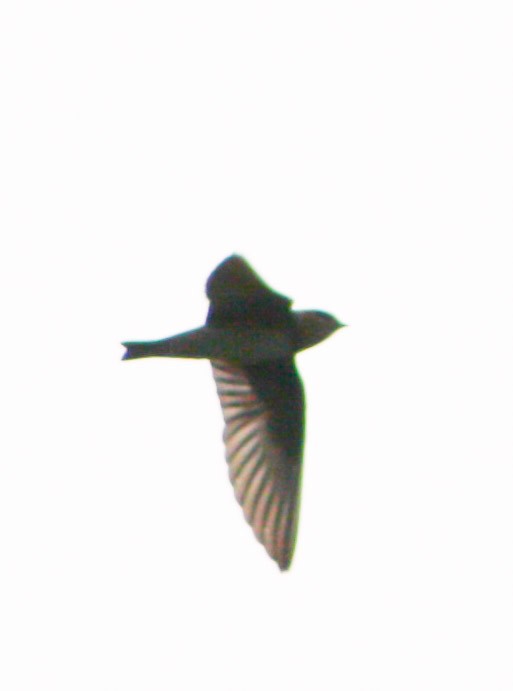Cave Swallow - ML618218223