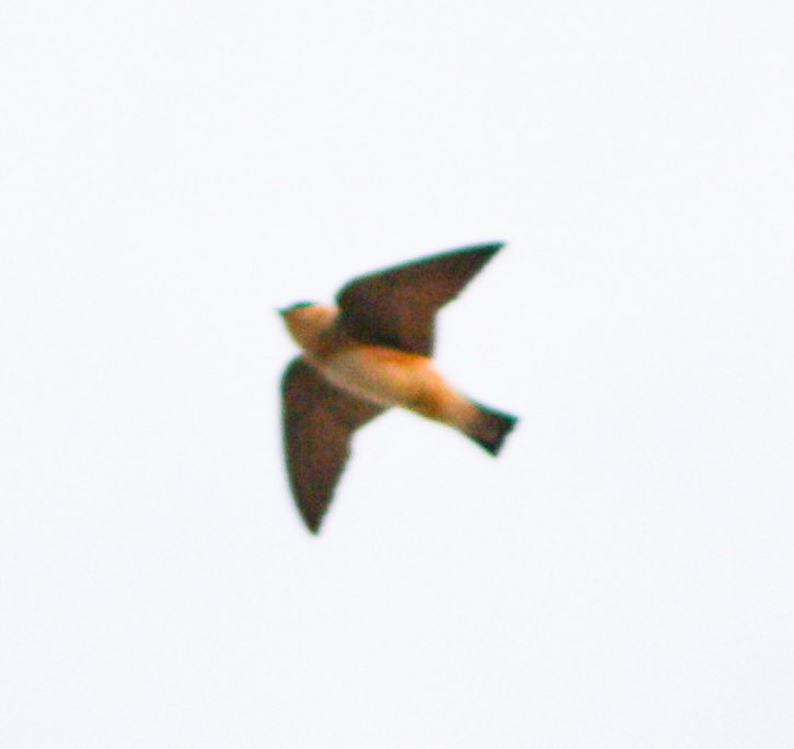 Cave Swallow - ML618218224