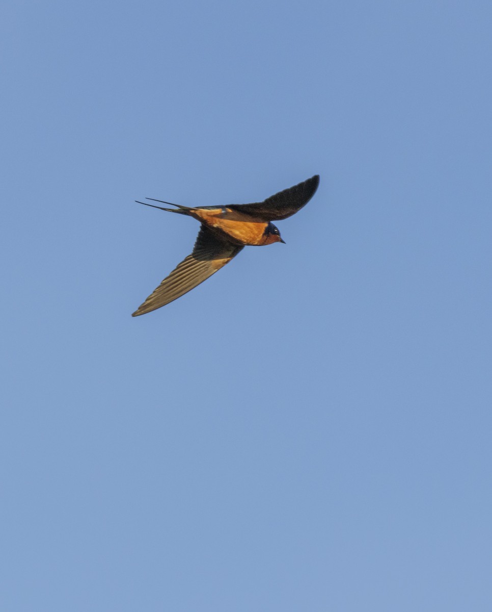 Barn Swallow - ML618218247