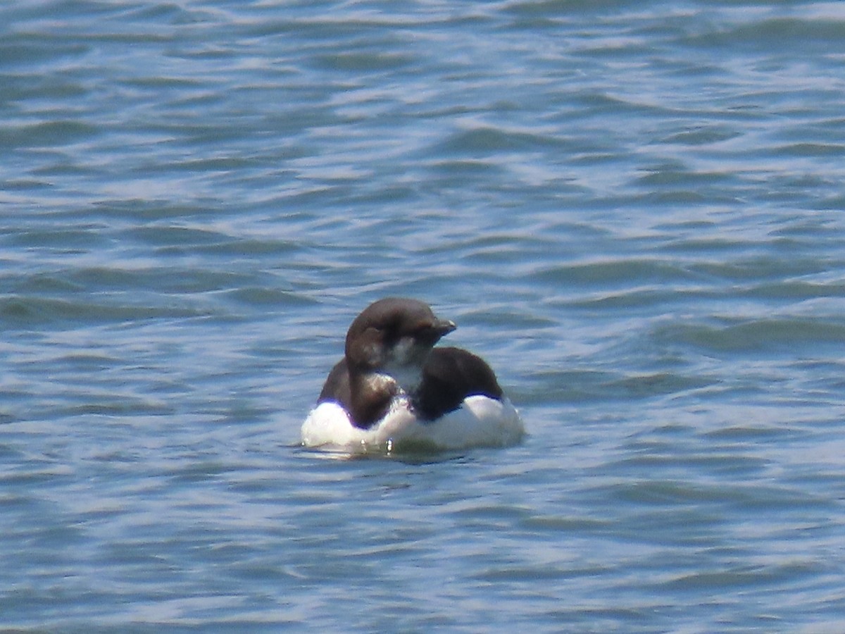 Thick-billed Murre - ML618218255