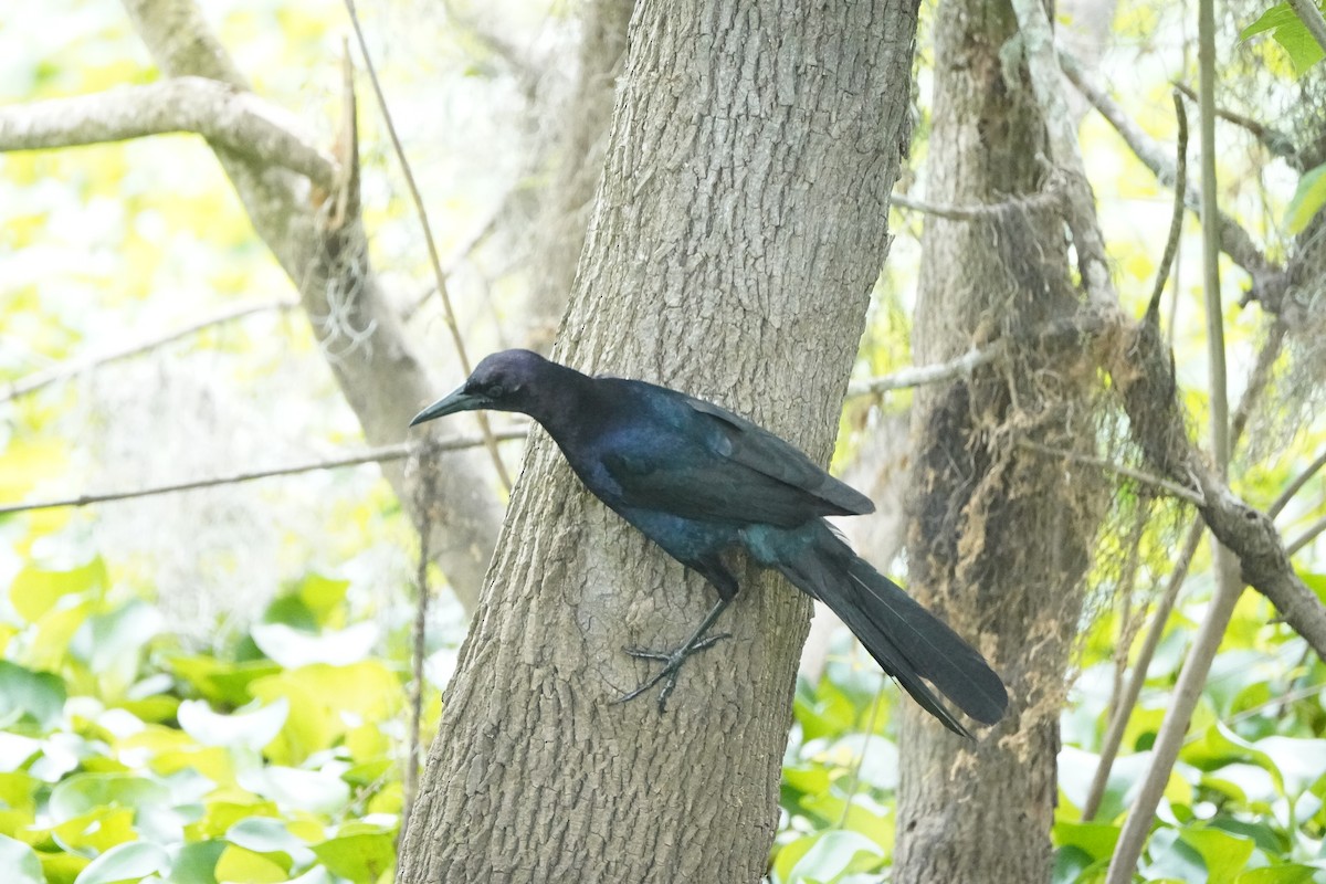 Boat-tailed Grackle - ML618218267