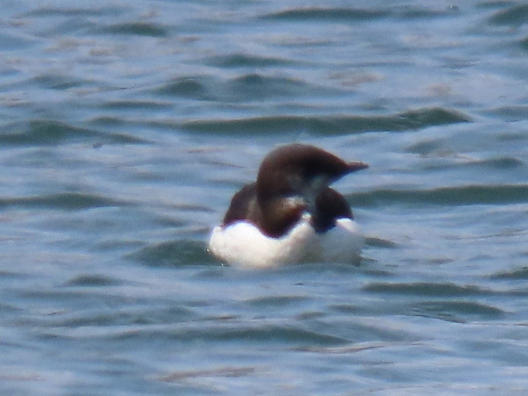 Thick-billed Murre - ML618218285