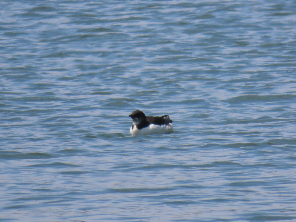 Thick-billed Murre - ML618218305