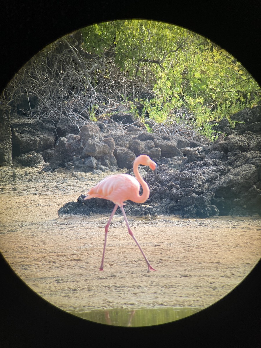 American Flamingo - E.G. Horvath