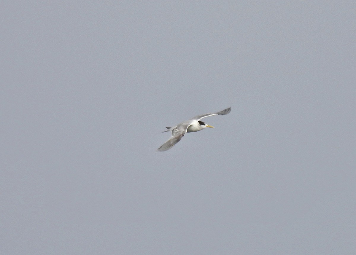 Great Crested Tern - ML618218376