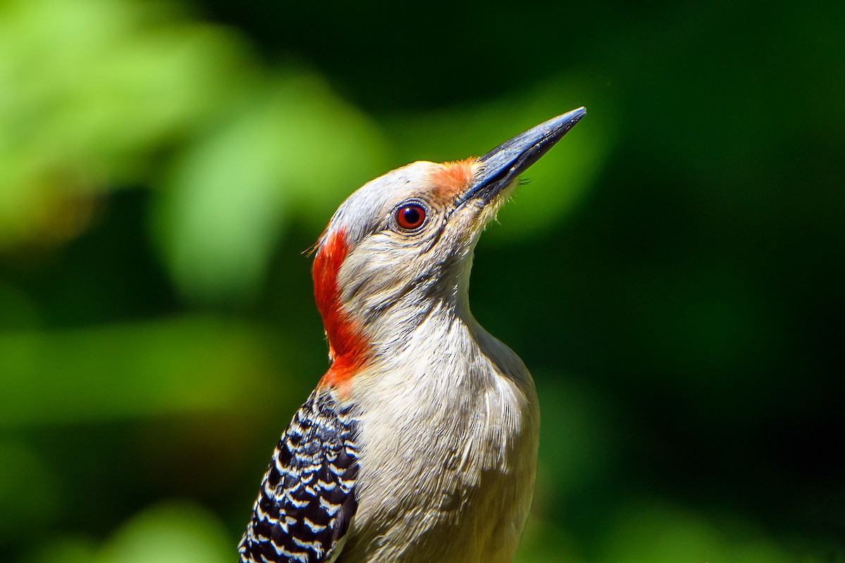 Red-bellied Woodpecker - ML618218394