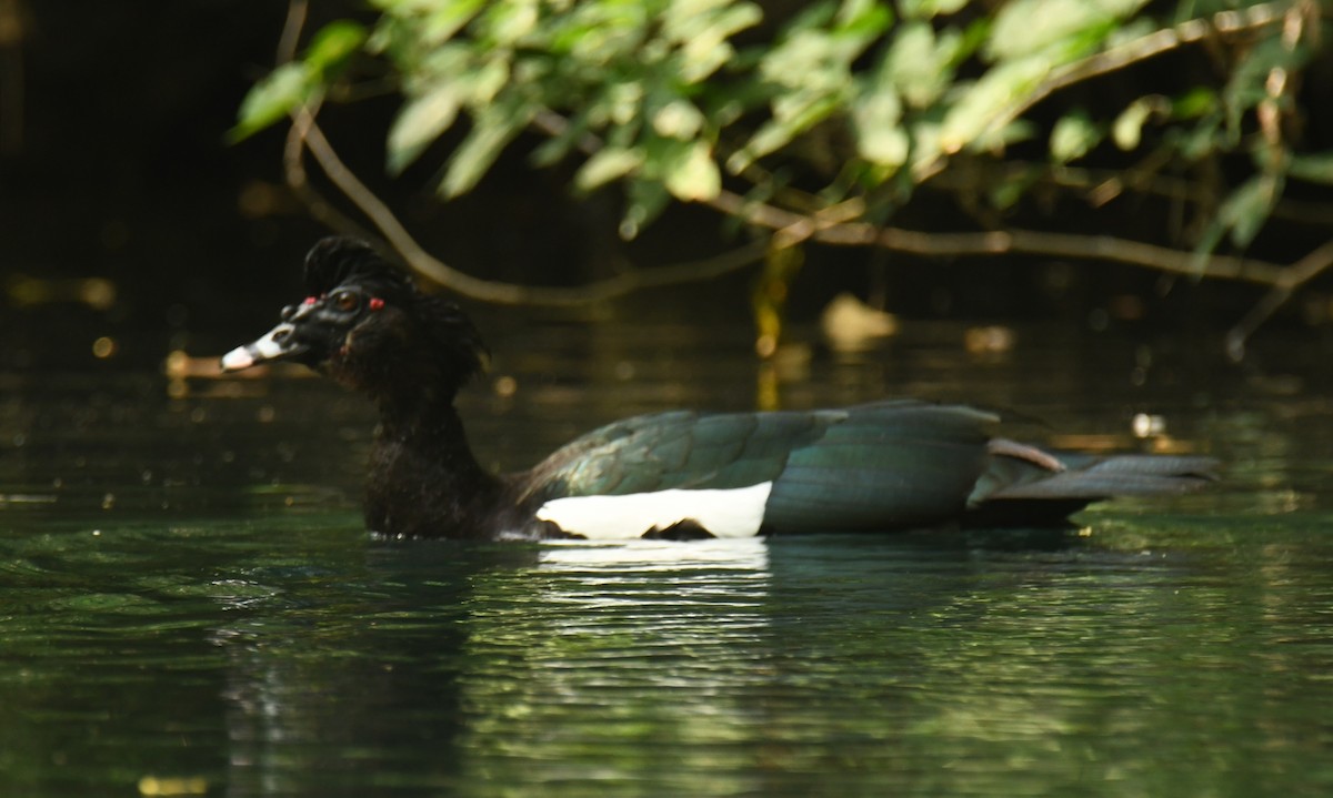Muscovy Duck - Leonardo Guzmán (Kingfisher Birdwatching Nuevo León)