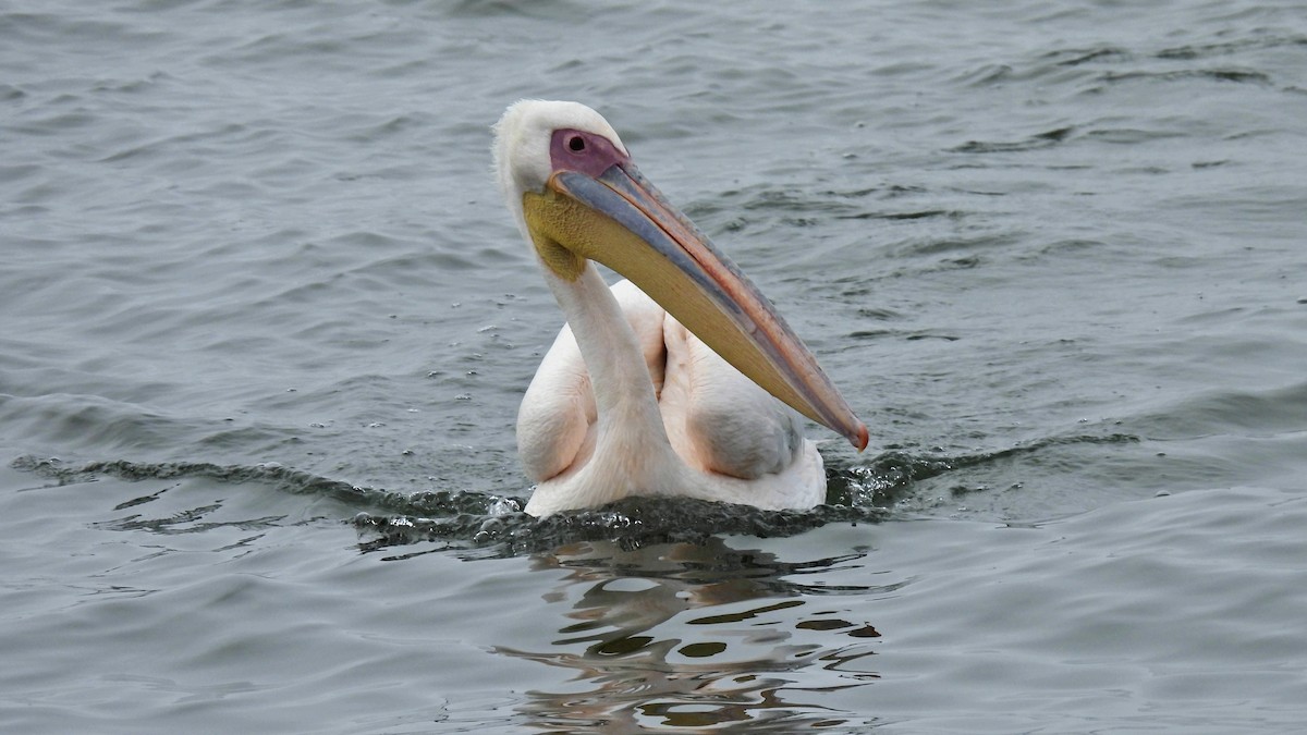 pelikán bílý - ML618218407