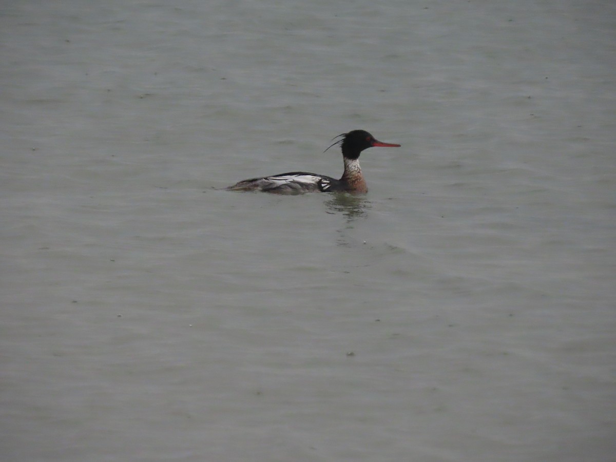 Red-breasted Merganser - Maia Ginsburg