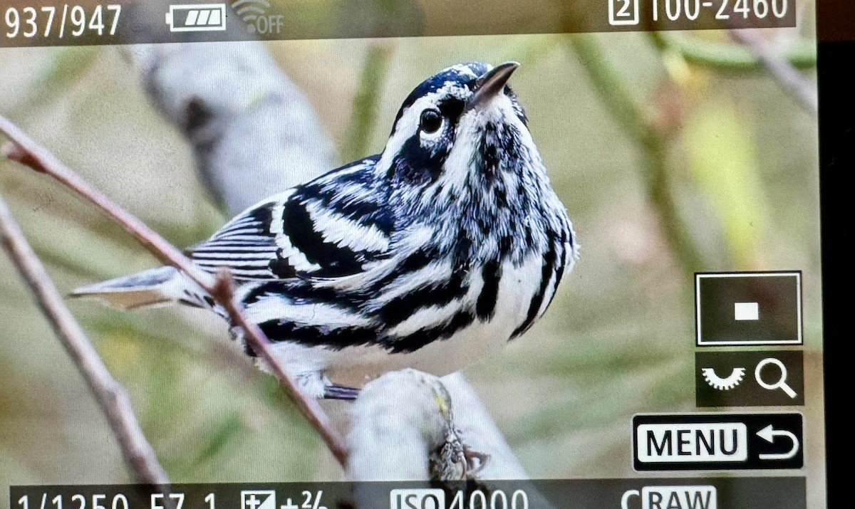 Black-and-white Warbler - ML618218488