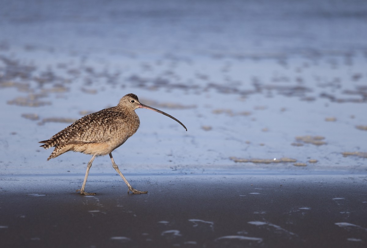 Long-billed Curlew - Keith Maley