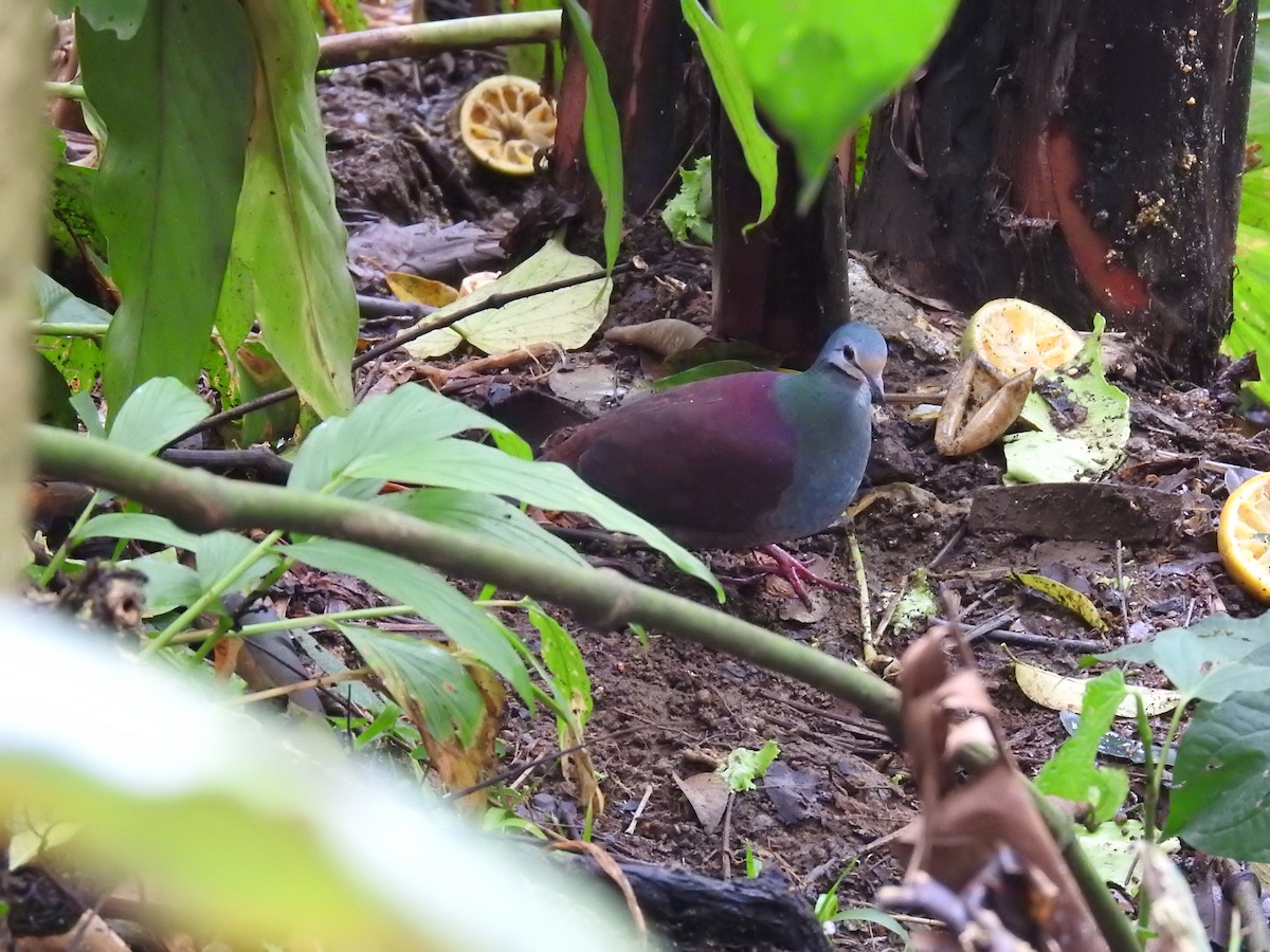 Buff-fronted Quail-Dove - ML618218510