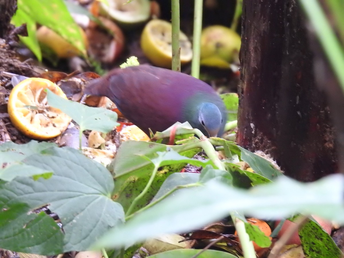 Buff-fronted Quail-Dove - ML618218511