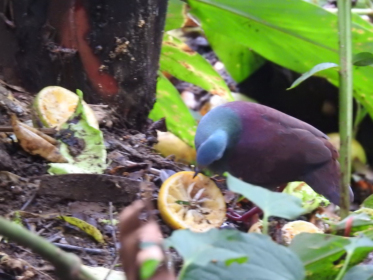 Buff-fronted Quail-Dove - ML618218512