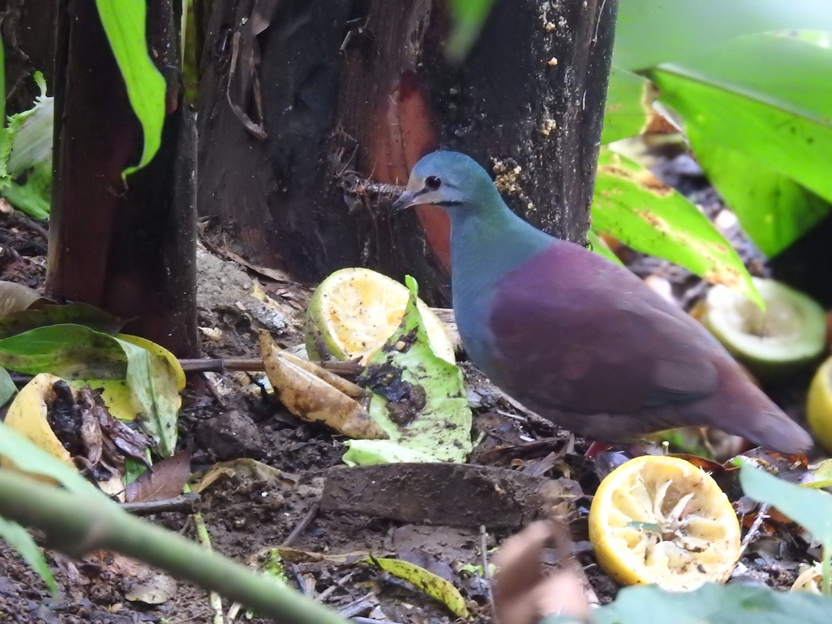 Buff-fronted Quail-Dove - ML618218514
