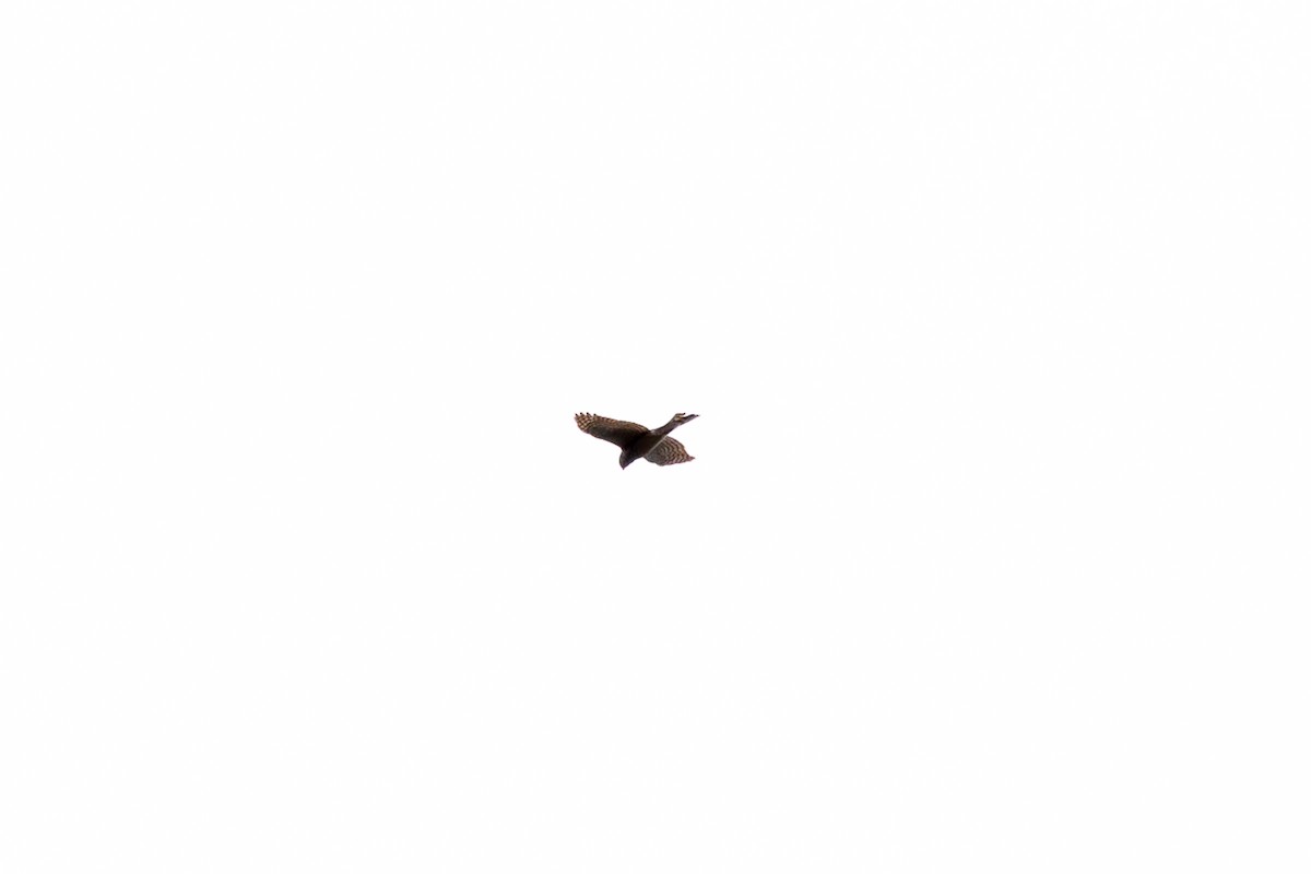 Eurasian Sparrowhawk - ML618218541