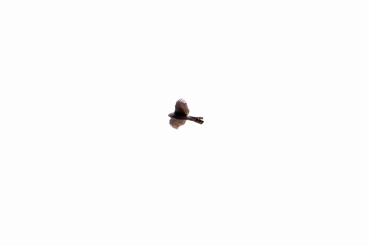 Eurasian Sparrowhawk - ML618218542