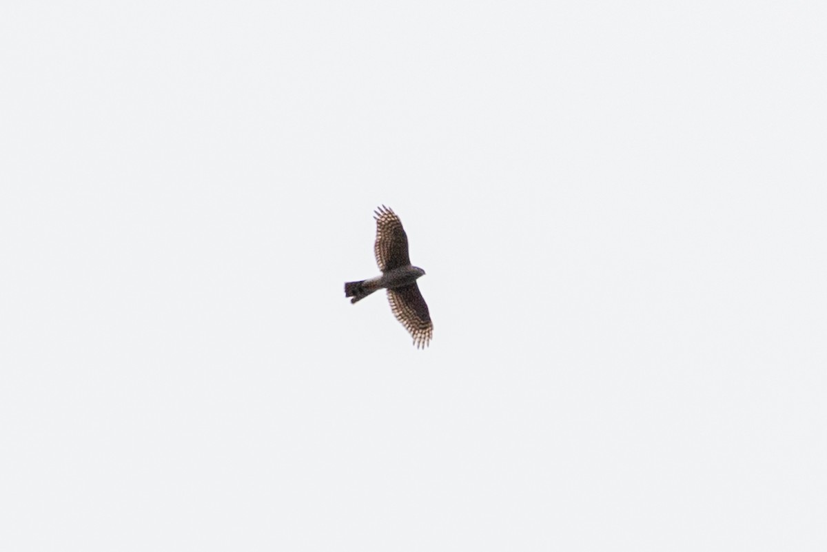 Eurasian Sparrowhawk - ML618218543