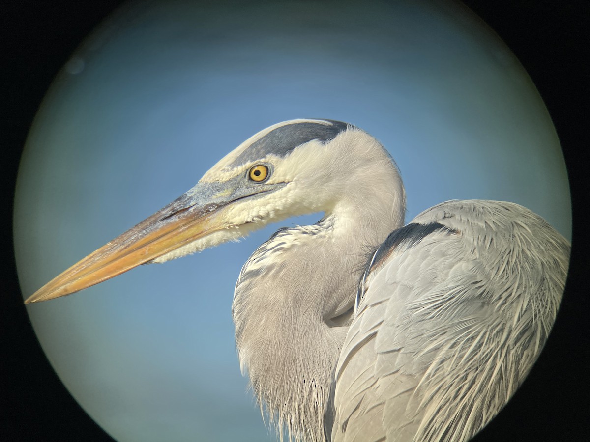 Great Blue Heron - E.G. Horvath