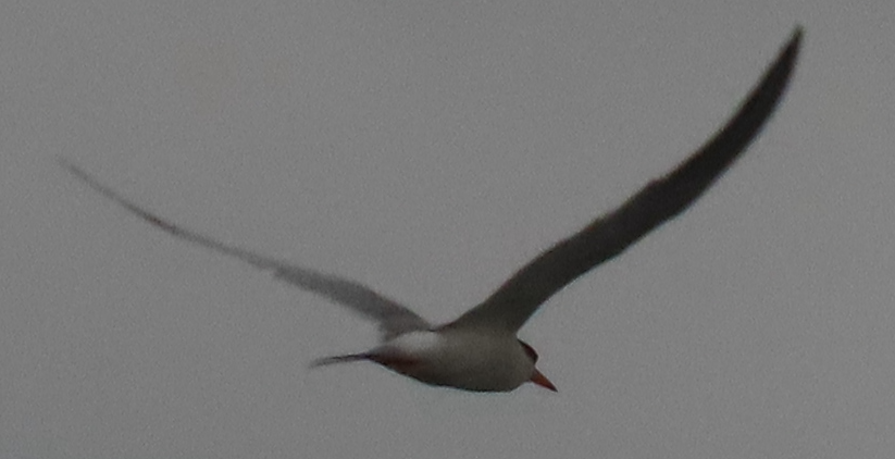 Forster's Tern - Maia Ginsburg