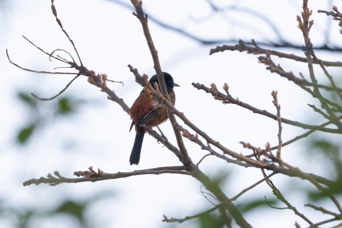 Orchard Oriole - ML618218577