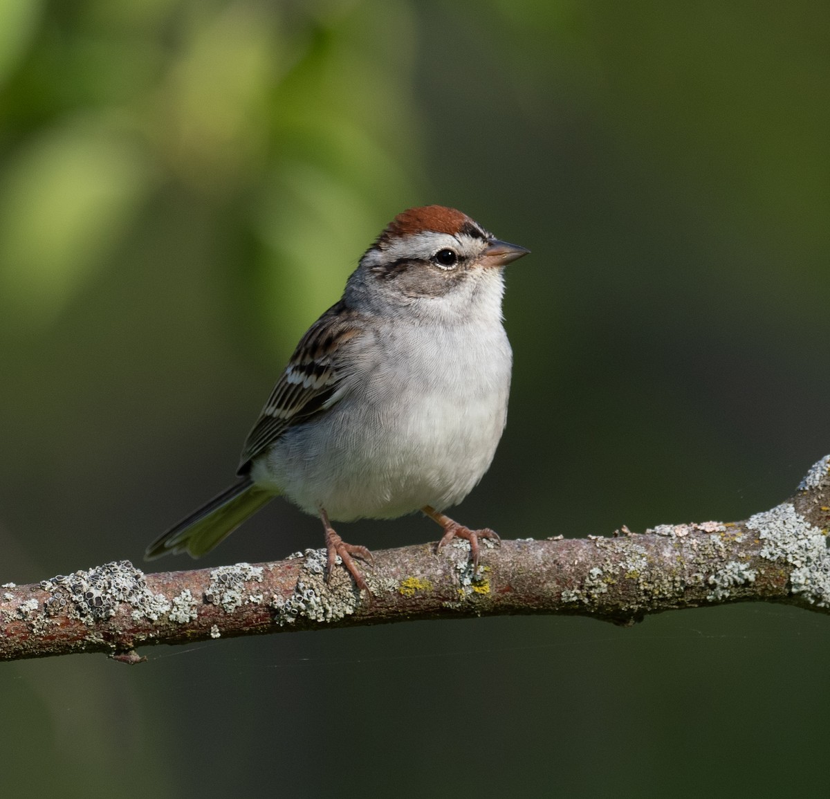 Chipping Sparrow - ML618218589