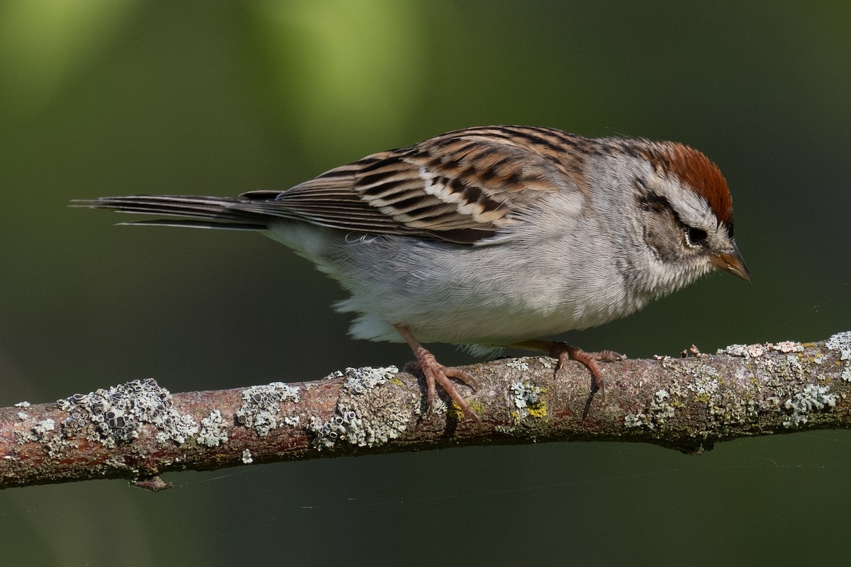Chipping Sparrow - Lynn Chapman