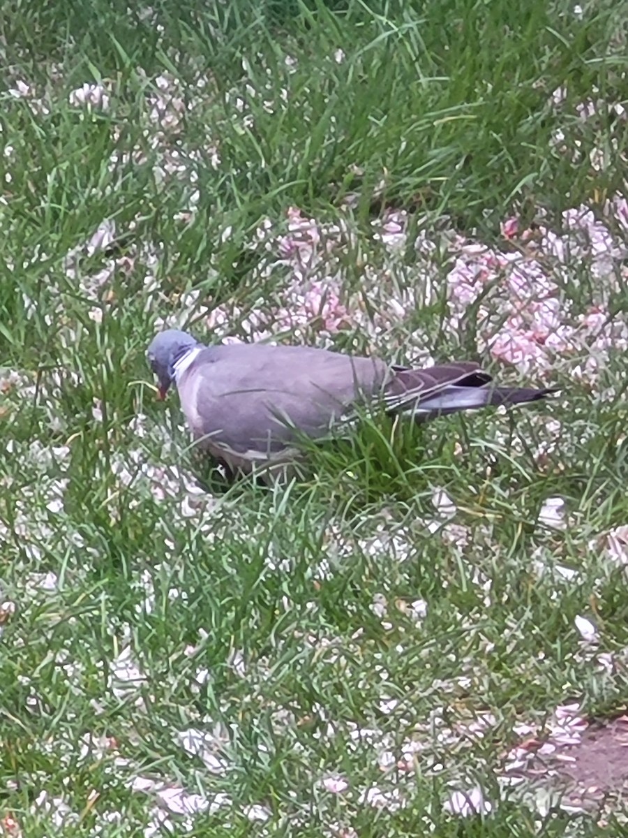 Pigeon ramier (groupe palumbus) - ML618218640
