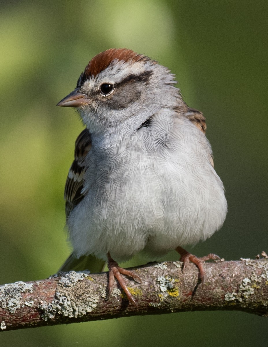 Chipping Sparrow - ML618218664