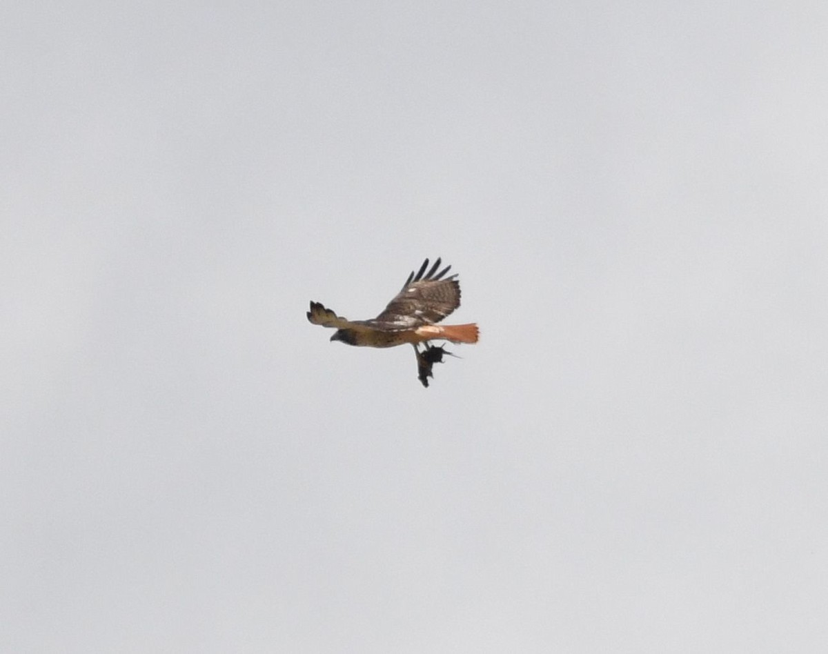 Red-tailed Hawk - ML618218673