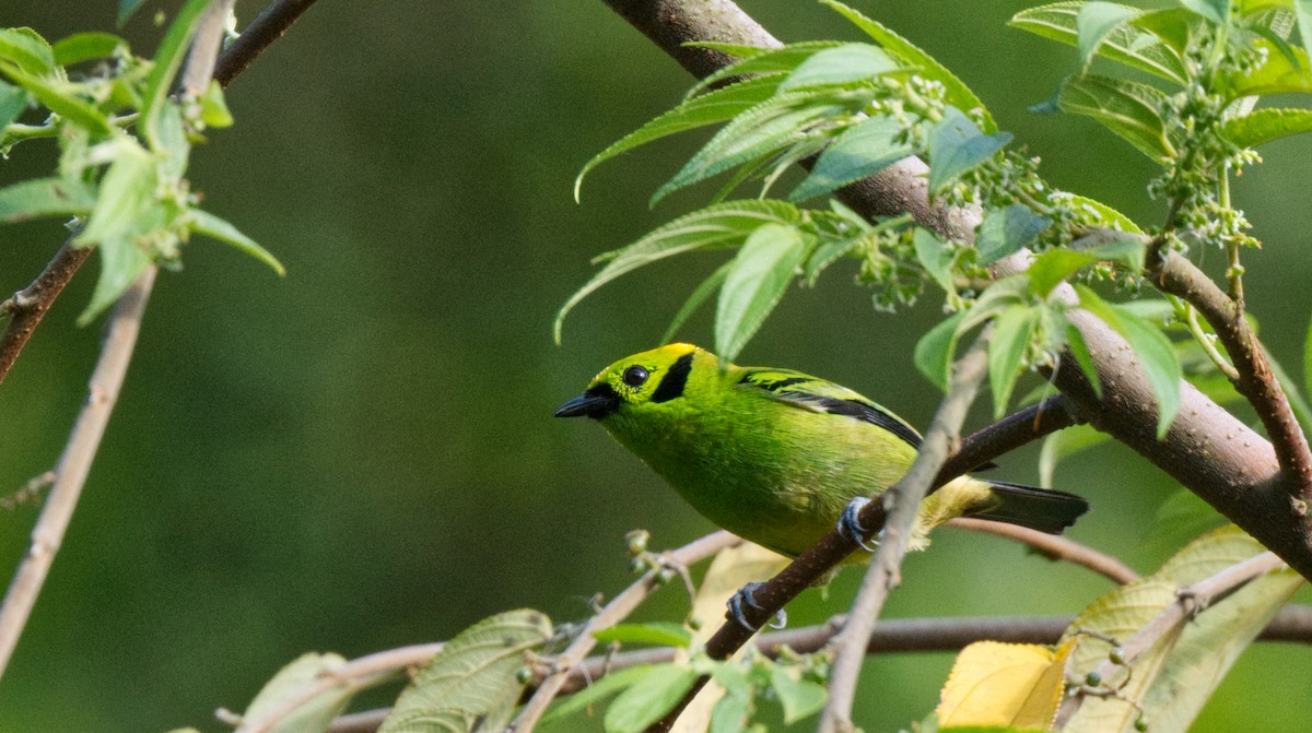 Emerald Tanager - ML618218681