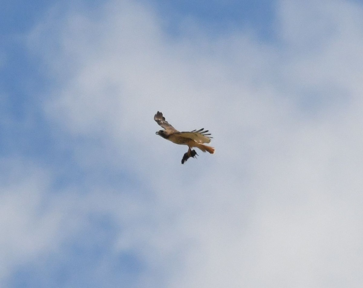 Red-tailed Hawk - ML618218687