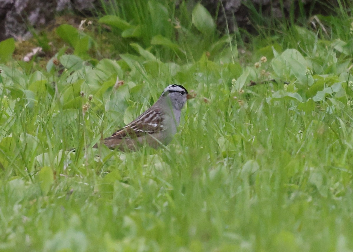 White-crowned Sparrow - Betsy Staples