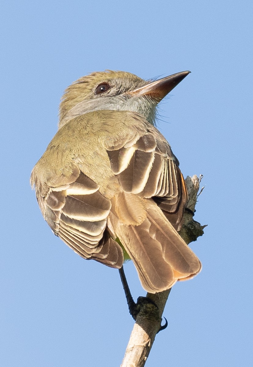 Great Crested Flycatcher - ML618218704