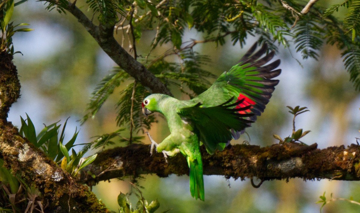 Red-lored Parrot - ML618218723