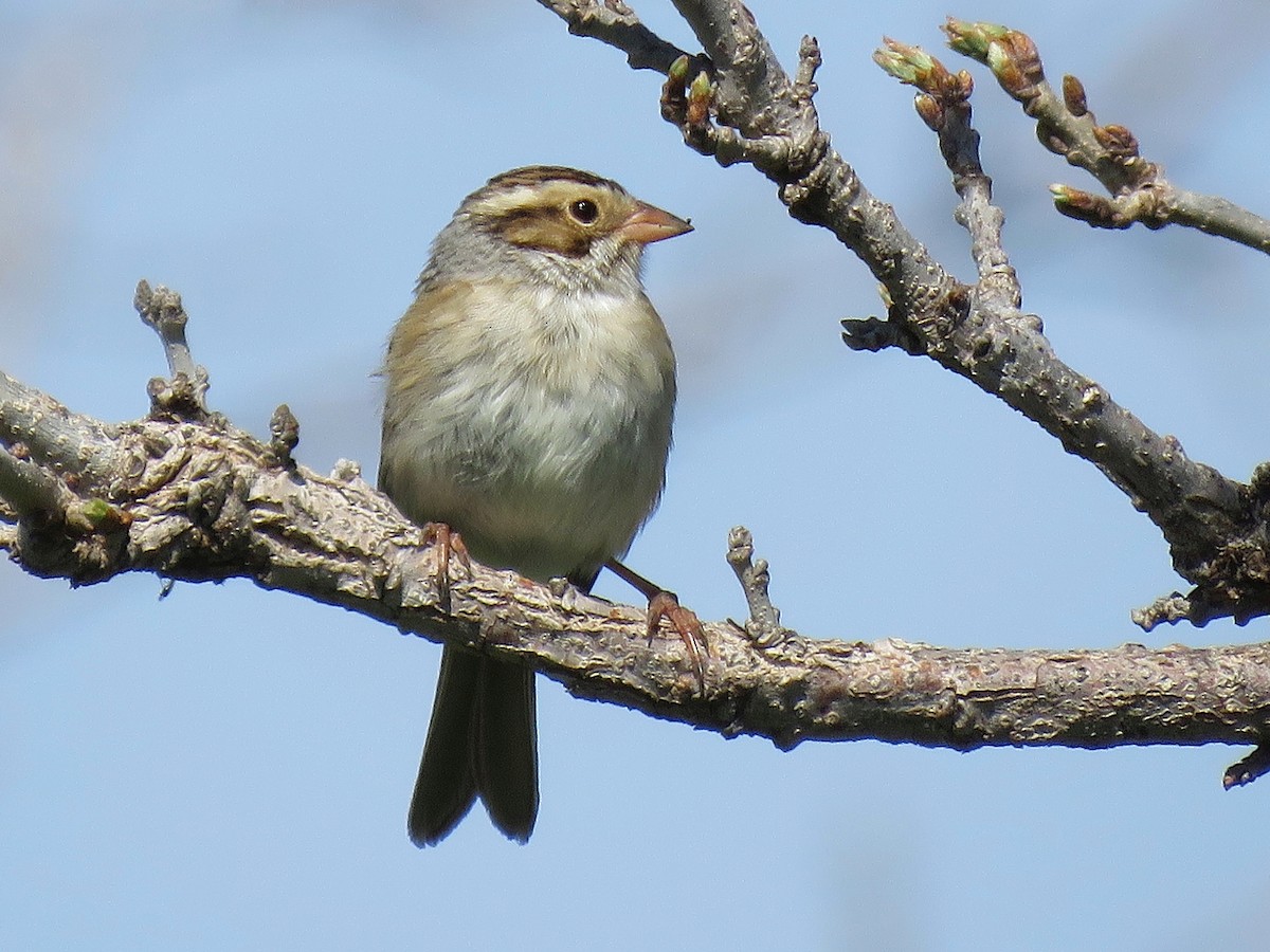 Clay-colored Sparrow - ML618218726