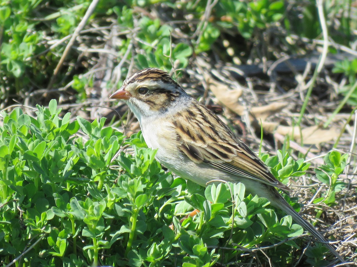 Clay-colored Sparrow - ML618218727
