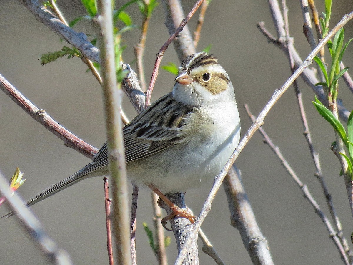 Clay-colored Sparrow - ML618218728