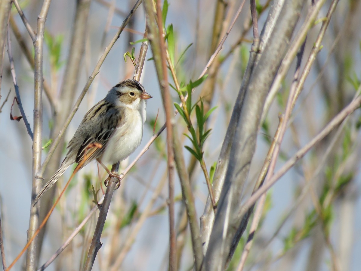 Clay-colored Sparrow - ML618218734
