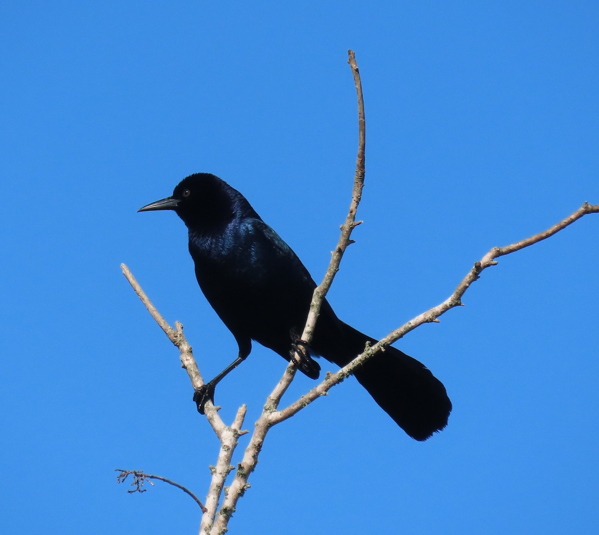 Boat-tailed Grackle - ML618218736