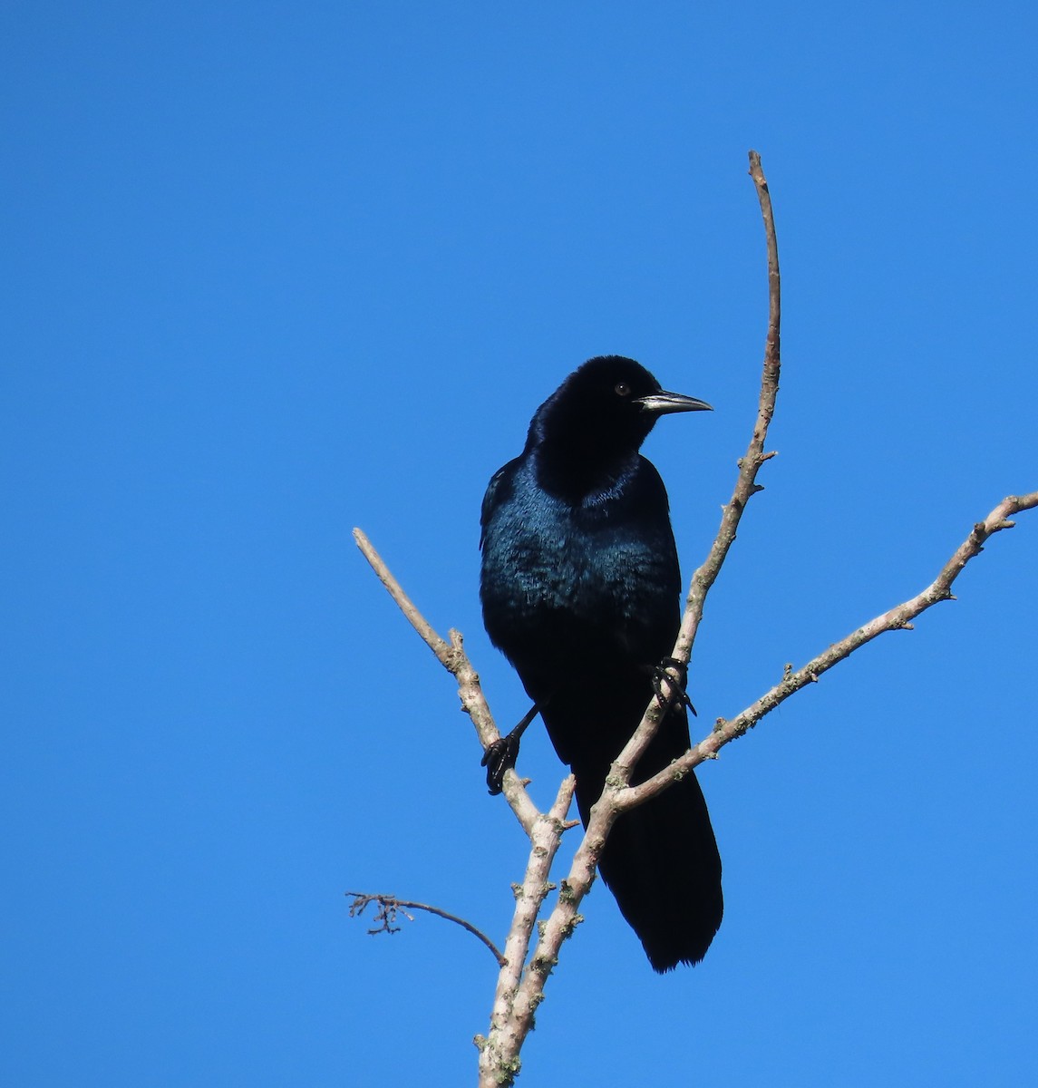 Boat-tailed Grackle - ML618218737