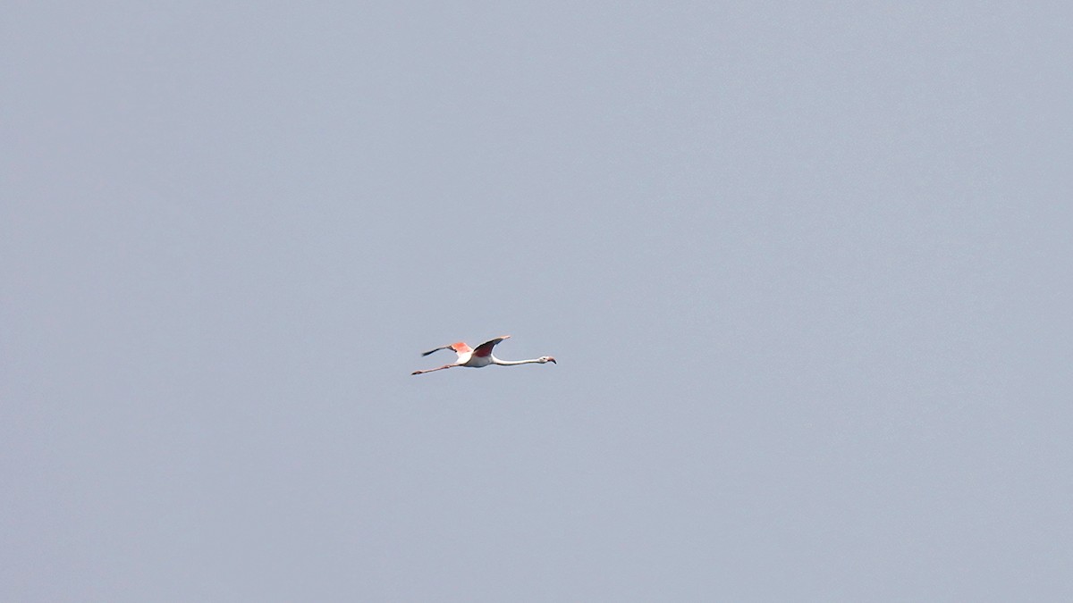 Greater Flamingo - Johanne Boismenu