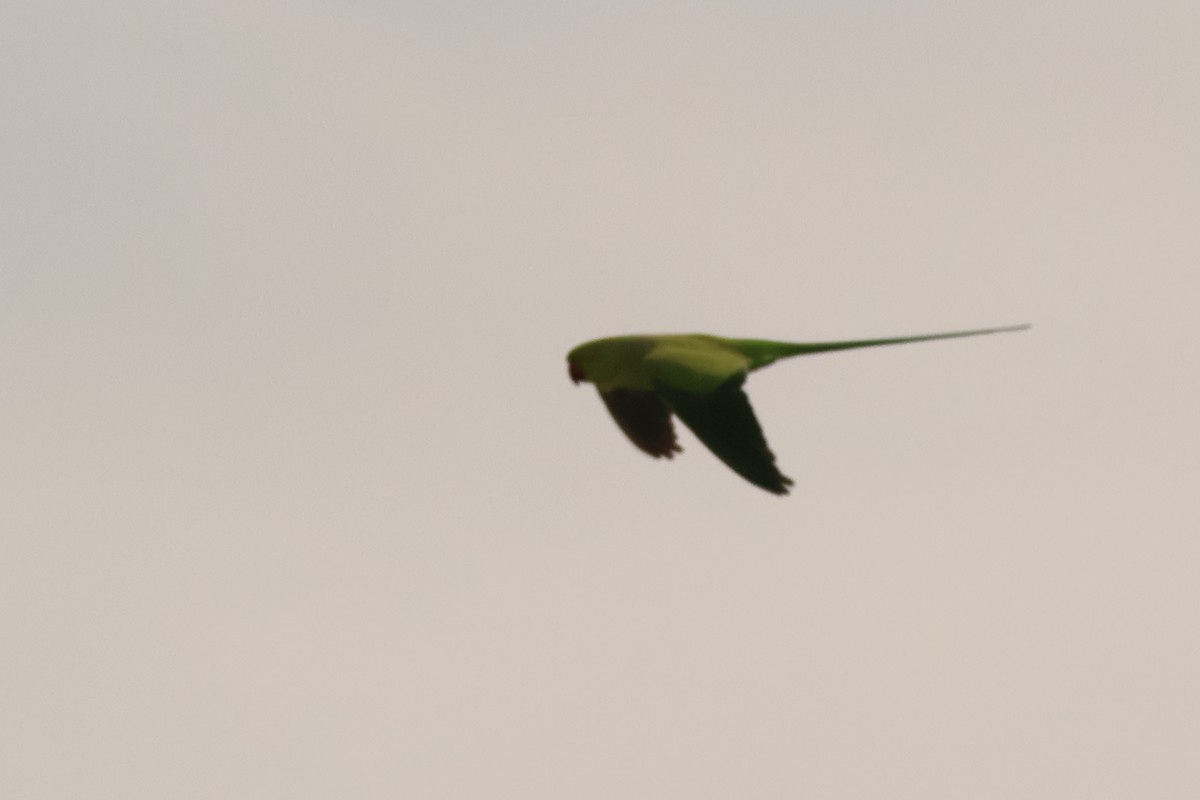 Rose-ringed Parakeet - Alexandre Hespanhol Leitão