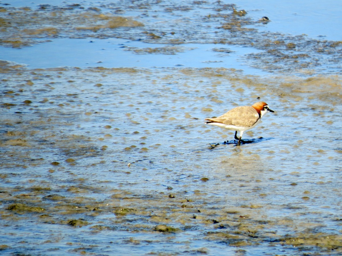 Red-capped Plover - ML618218780
