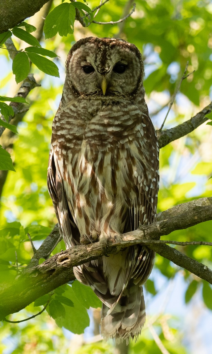 Barred Owl - ML618218781