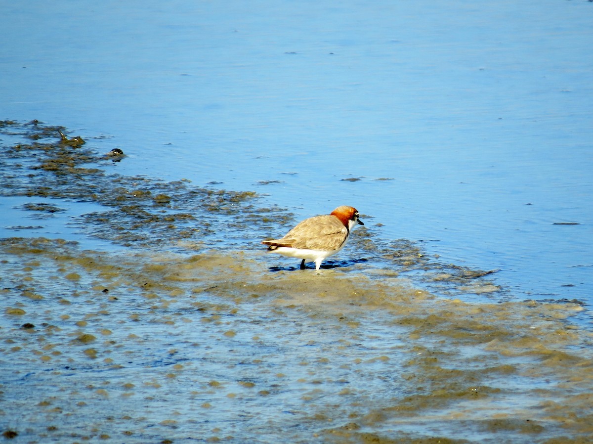 Red-capped Plover - ML618218797