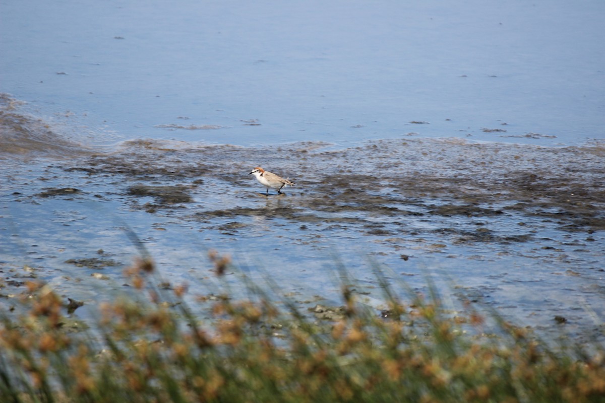 Red-capped Plover - ML618218812