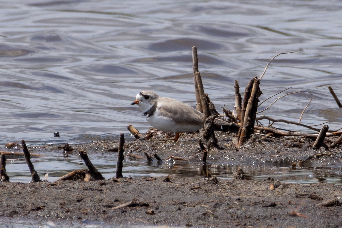 Piping Plover - ML618218861